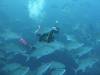 Dive3-3 Wolf-The Point-124 Dive3-3 Wolf-The Point