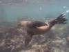 100 - Dive1-1 Isla Lobos