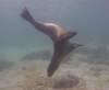 102 - Dive1-1 Isla Lobos
