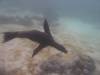 105 - Dive1-1 Isla Lobos