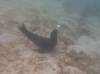 106 - Dive1-1 Isla Lobos