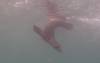 107 - Dive1-1 Isla Lobos