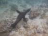 108 - Dive1-1 Isla Lobos