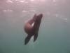 109 - Dive1-1 Isla Lobos