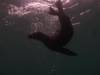 110 - Dive1-1 Isla Lobos