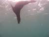 111 - Dive1-1 Isla Lobos