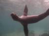 113 - Dive1-1 Isla Lobos