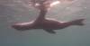 114 - Dive1-1 Isla Lobos