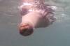 115 - Dive1-1 Isla Lobos