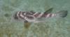 118 - Dive1-1 Isla Lobos