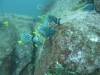 102 - Dive2-1 Punta Carrion