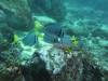 103 - Dive2-1 Punta Carrion
