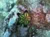 104 - Dive2-1 Punta Carrion