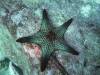 105 - Dive2-1 Punta Carrion