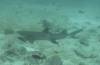 106 - Dive2-1 Punta Carrion