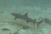 107 - Dive2-1 Punta Carrion
