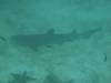 109 - Dive2-1 Punta Carrion