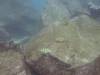 111 - Dive2-1 Punta Carrion