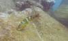 112 - Dive2-1 Punta Carrion