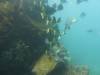 113 - Dive2-1 Punta Carrion