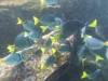 114 - Dive2-1 Punta Carrion