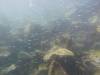 116 - Dive2-1 Punta Carrion