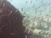 118 - Dive2-1 Punta Carrion