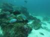 100 - Dive2-2 Punta Carrion