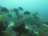 101 - Dive2-2 Punta Carrion