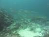 103 - Dive2-2 Punta Carrion