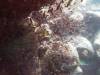 105 - Dive2-2 Punta Carrion