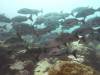 106 - Dive2-2 Punta Carrion