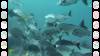 108 - Dive2-2 Punta Carrion