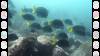 109 - Dive2-2 Punta Carrion