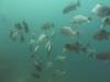 110 - Dive2-2 Punta Carrion
