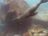 111 - Dive2-2 Punta Carrion