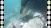 112 - Dive2-2 Punta Carrion