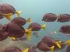 113 - Dive2-2 Punta Carrion