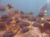 115 - Dive2-2 Punta Carrion