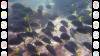 116 - Dive2-2 Punta Carrion