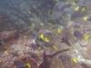 117 - Dive2-2 Punta Carrion
