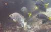 118 - Dive2-2 Punta Carrion