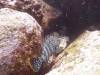 119 - Dive2-2 Punta Carrion