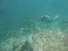 120 - Dive2-2 Punta Carrion