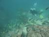 121 - Dive2-2 Punta Carrion
