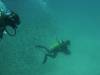 102 - Dive5-4-Wolf-Ancorage