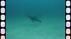 104 - Dive5-4-Wolf-Ancorage