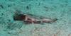 113 - Dive5-4-Wolf-Ancorage