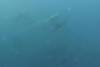 103 - Dive6-1 Roca Redondo