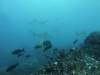 104 - Dive6-1 Roca Redondo